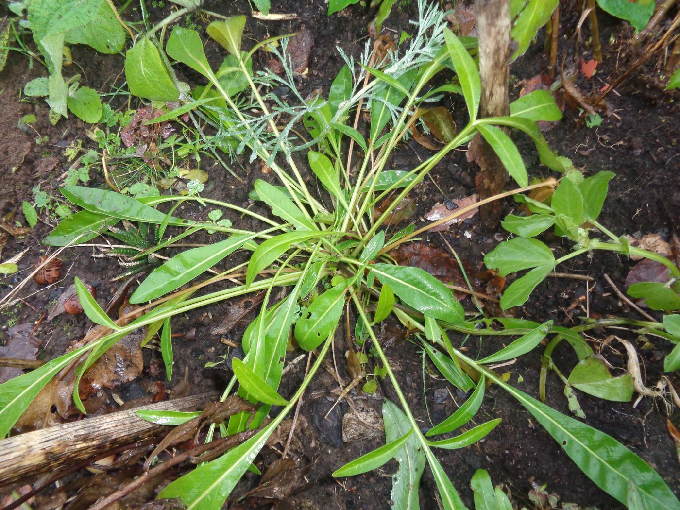 Image of Coreopsis grandiflora specimen.