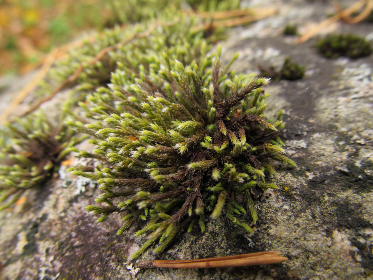 Image of Hedwigia ciliata specimen.