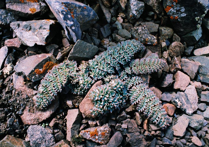 Image of Cysticorydalis fedtschenkoana specimen.