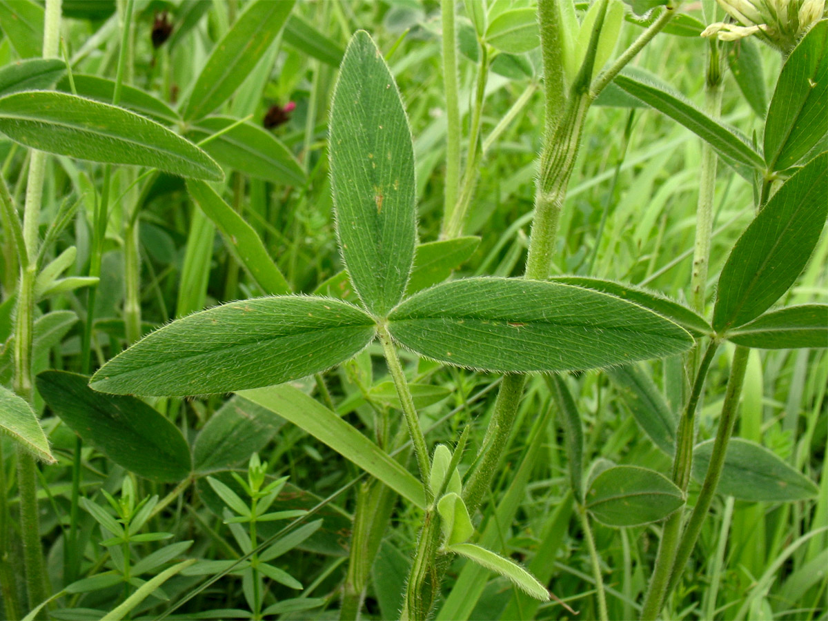 Image of Trifolium pannonicum specimen.