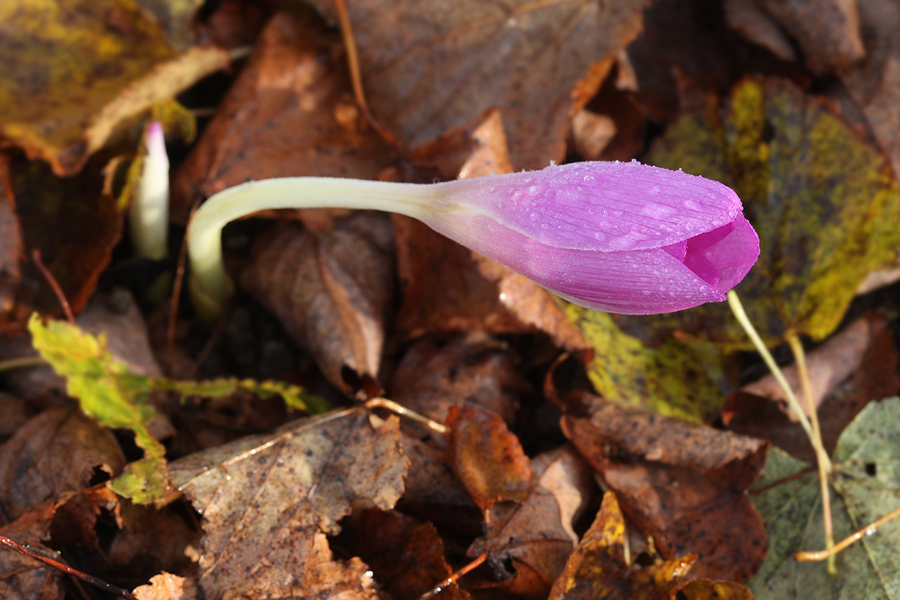 Изображение особи Colchicum speciosum.