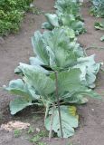 Brassica oleracea var. capitata