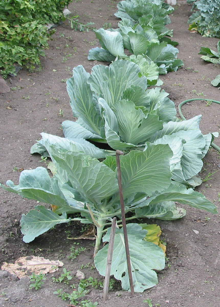 Изображение особи Brassica oleracea var. capitata.