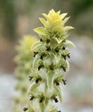 Sideritis montana