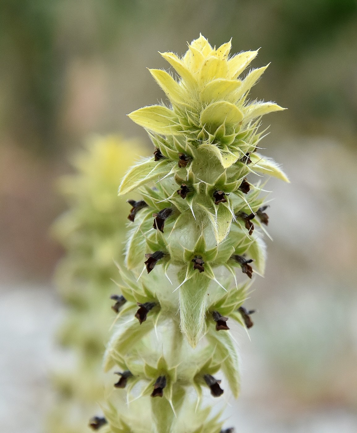 Image of Sideritis montana specimen.