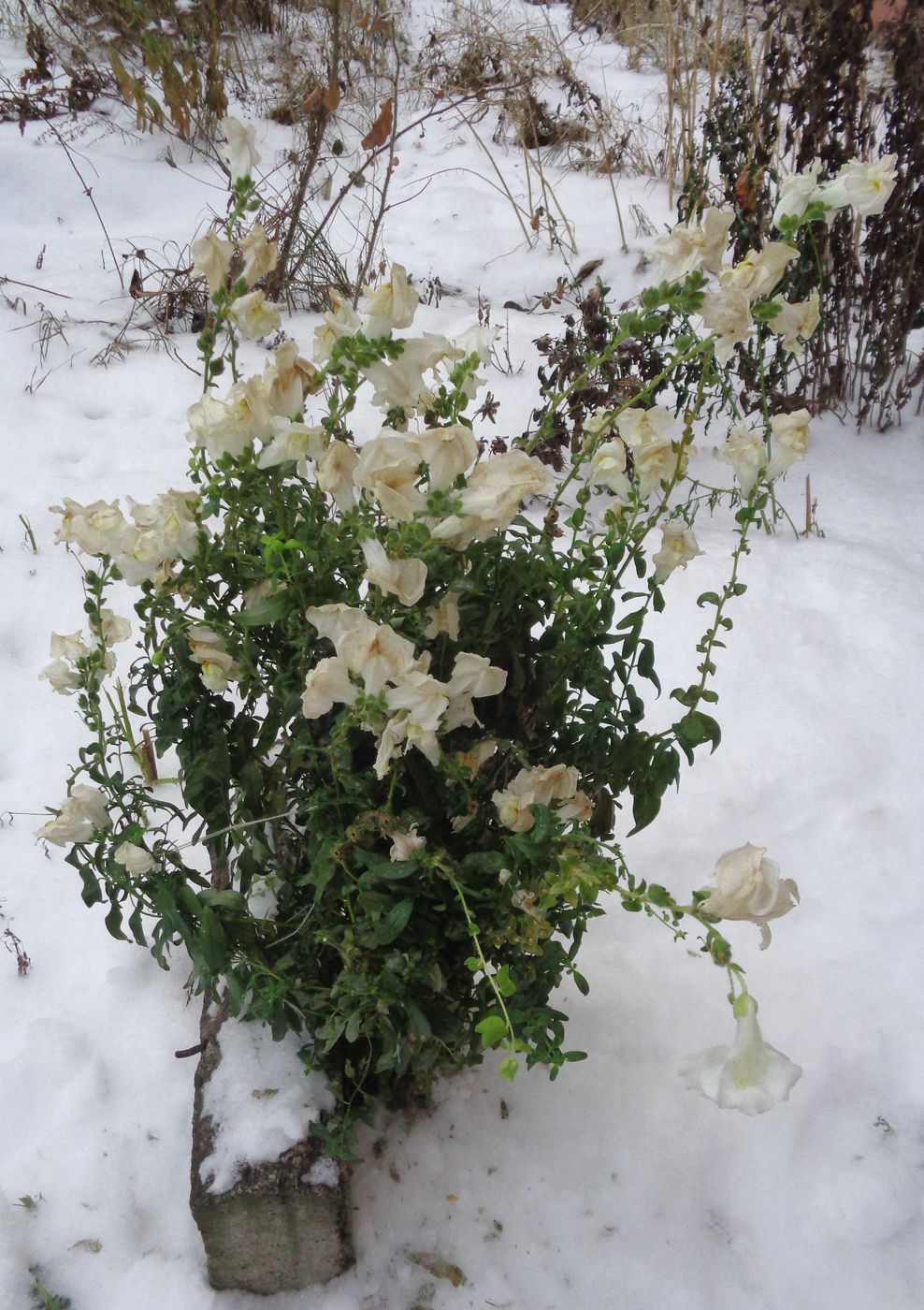 Изображение особи Antirrhinum majus.