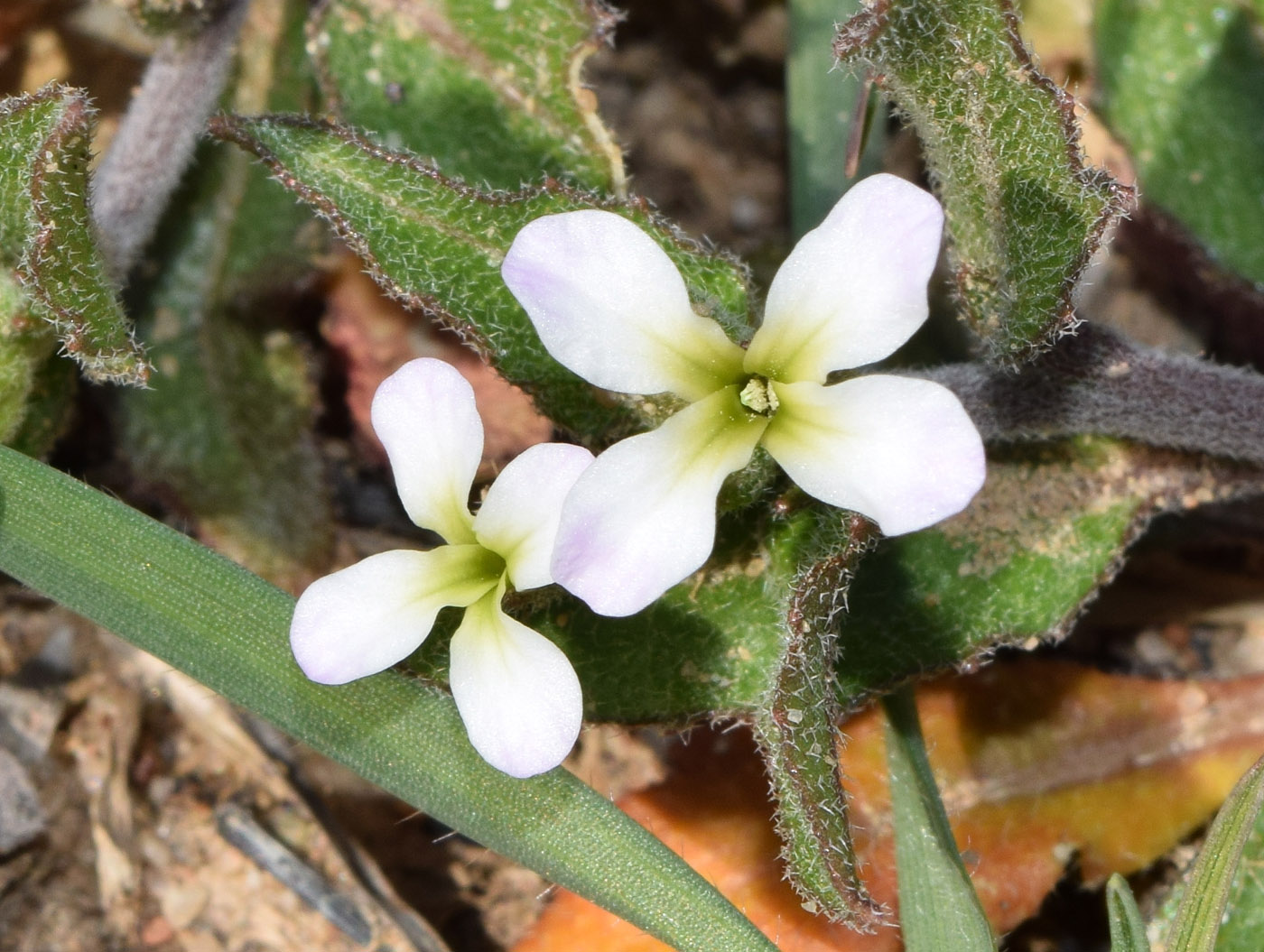 Изображение особи Strigosella africana.