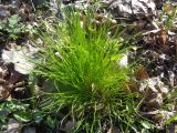 Gagea minima