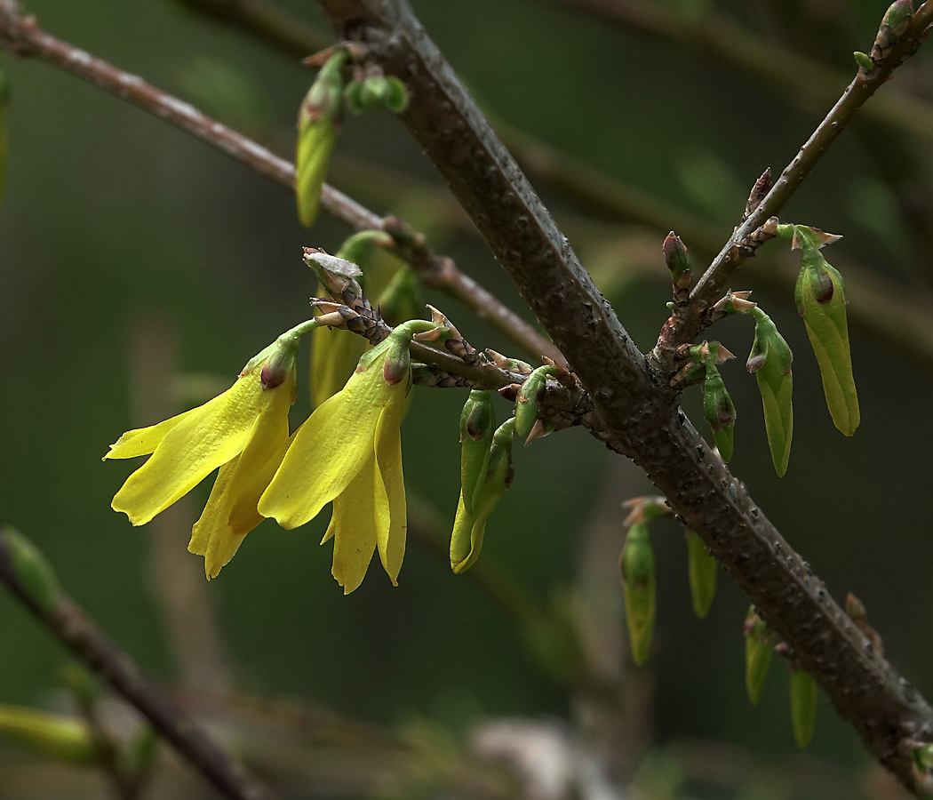 Изображение особи род Forsythia.