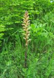 Orobanche lutea. Цветущее растение (паразитирует на Medicago falcata). Краснодарский край, Туапсинский р-н, пгт Джубга, опушка искусственного леса из сосны крымской на окраине посёлка. 11 мая 2019 г.