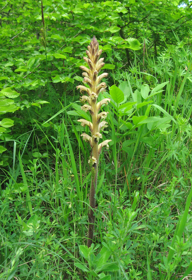 Image of Orobanche lutea specimen.