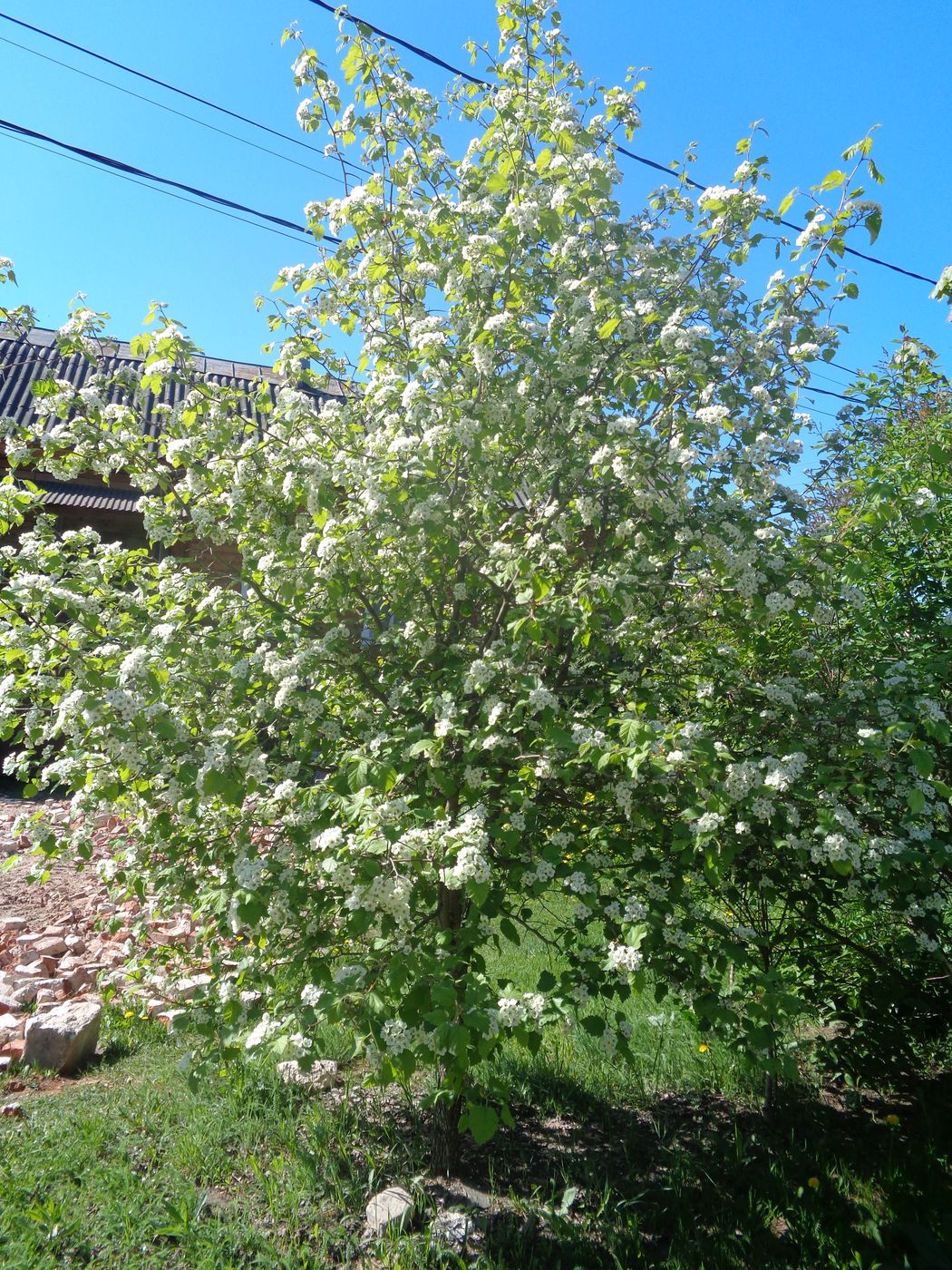 Image of Crataegus submollis specimen.
