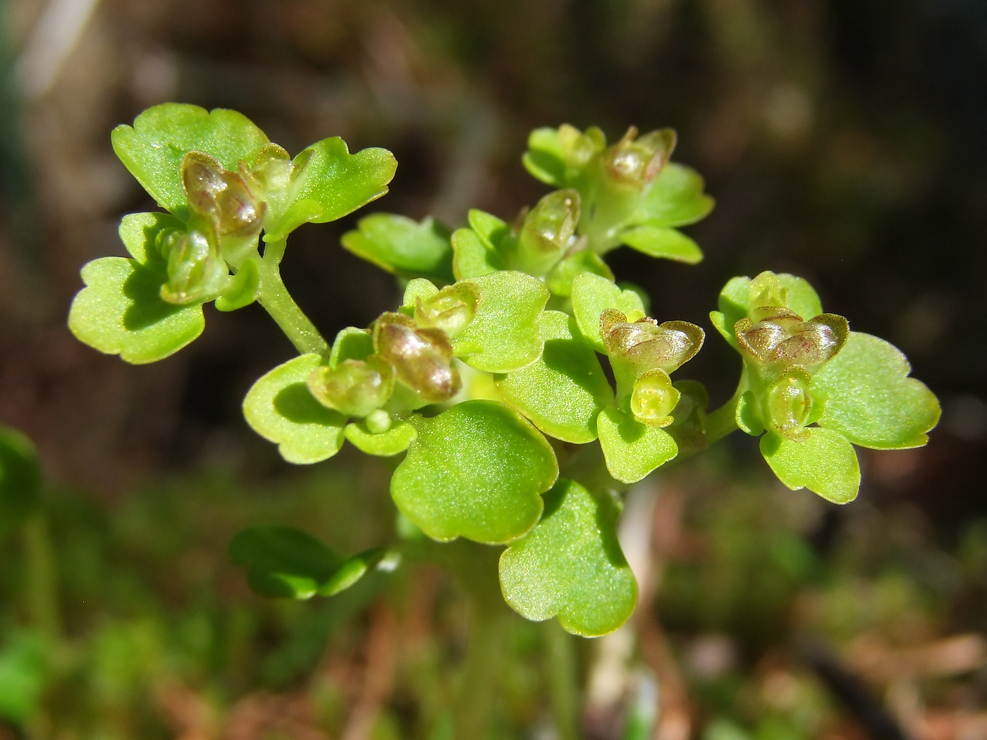 Image of Chrysosplenium tetrandrum specimen.