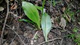 Platanthera metabifolia