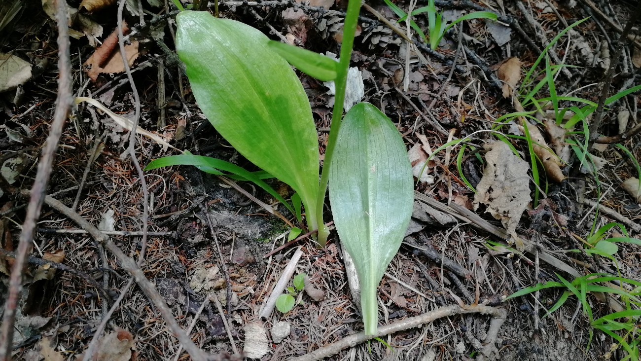 Image of Platanthera metabifolia specimen.