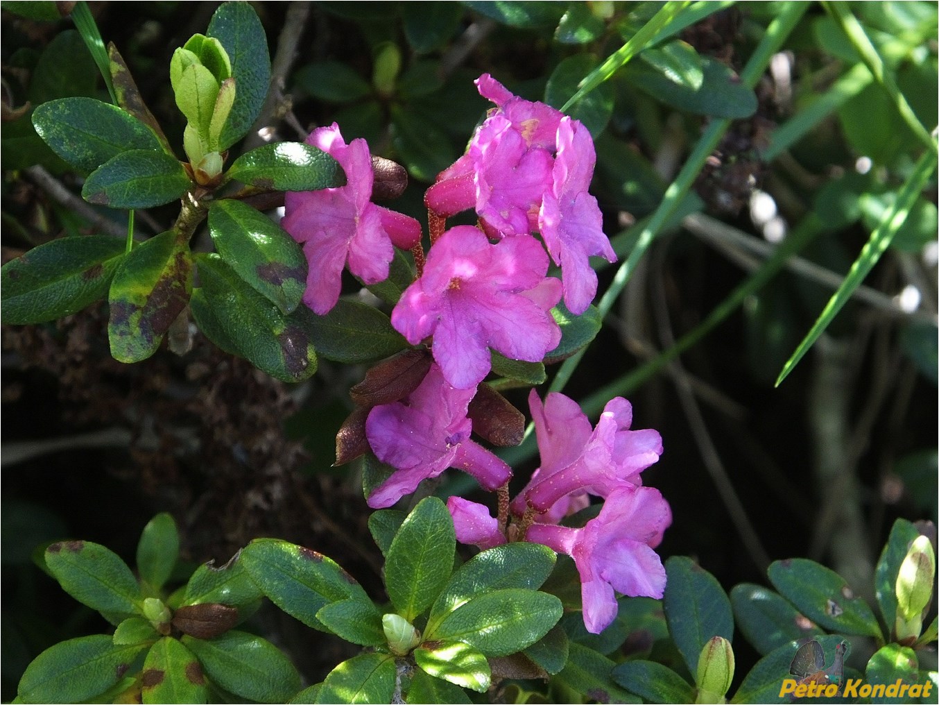 Image of Rhododendron kotschyi specimen.