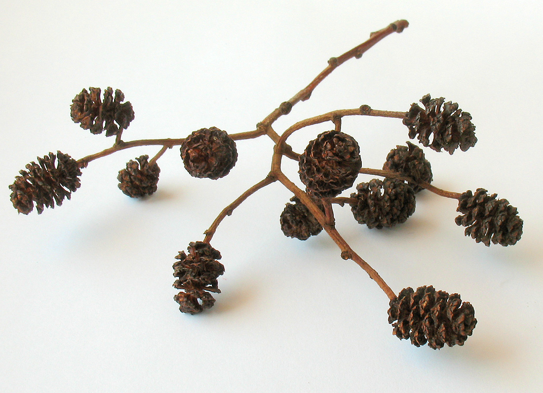 Image of Alnus incana specimen.