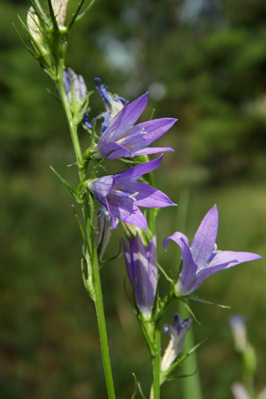 Изображение особи Campanula lambertiana.