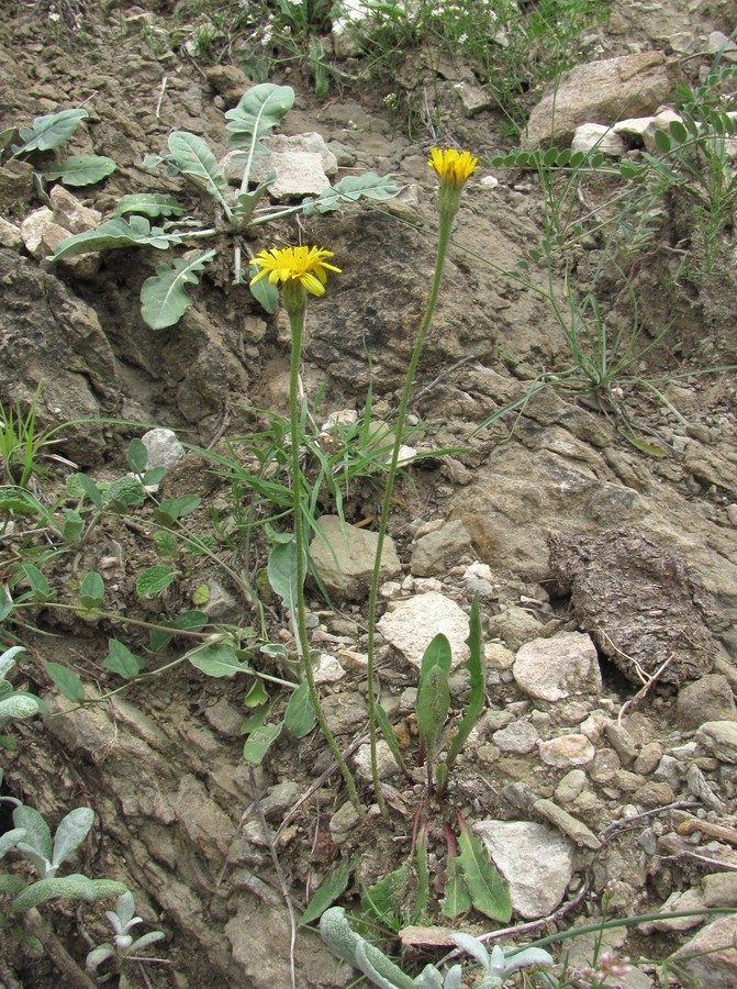 Изображение особи Leontodon hispidus.