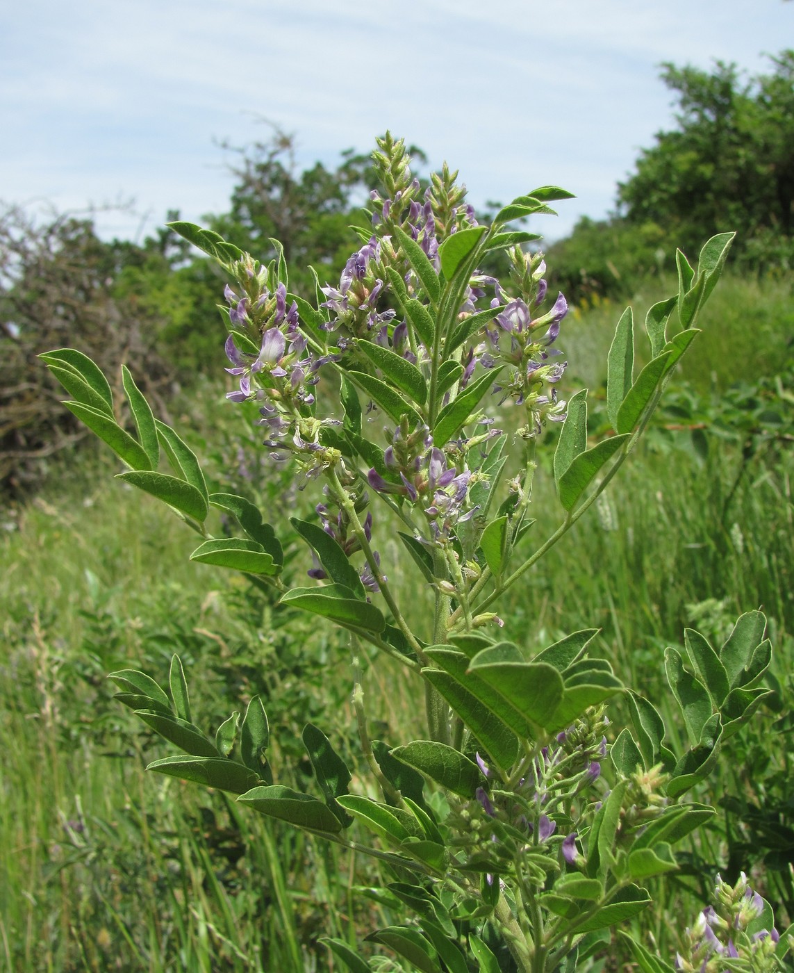 Изображение особи Glycyrrhiza glabra.