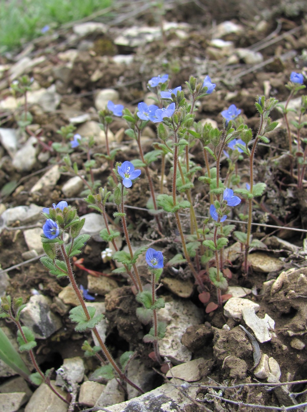 Image of Veronica praecox specimen.