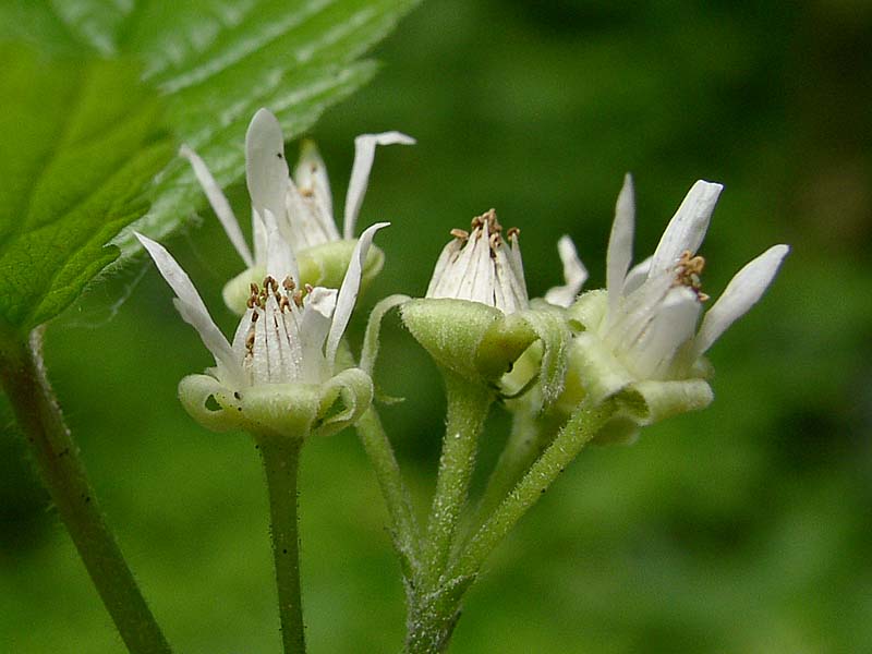 Изображение особи Rubus saxatilis.