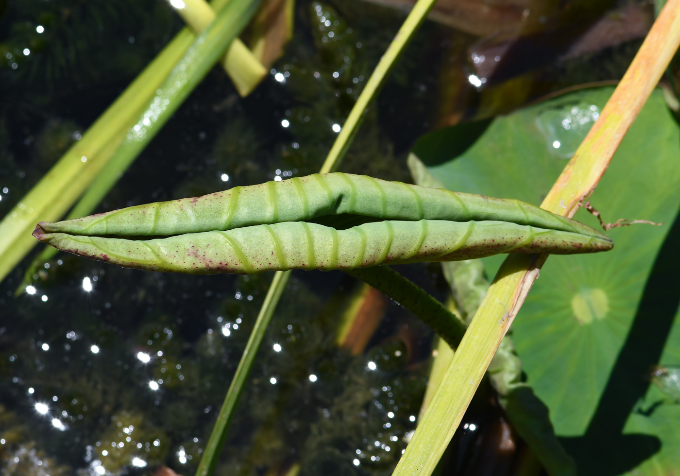 Изображение особи Nelumbo nucifera.