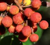 Arbutus andrachne