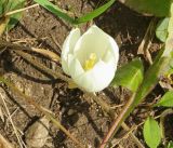 Crocus vallicola