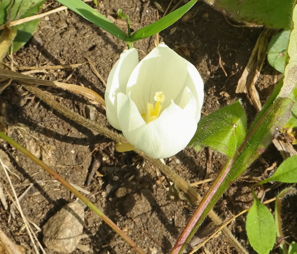 Изображение особи Crocus vallicola.