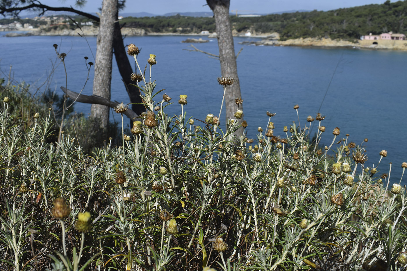 Image of Phagnalon saxatile specimen.