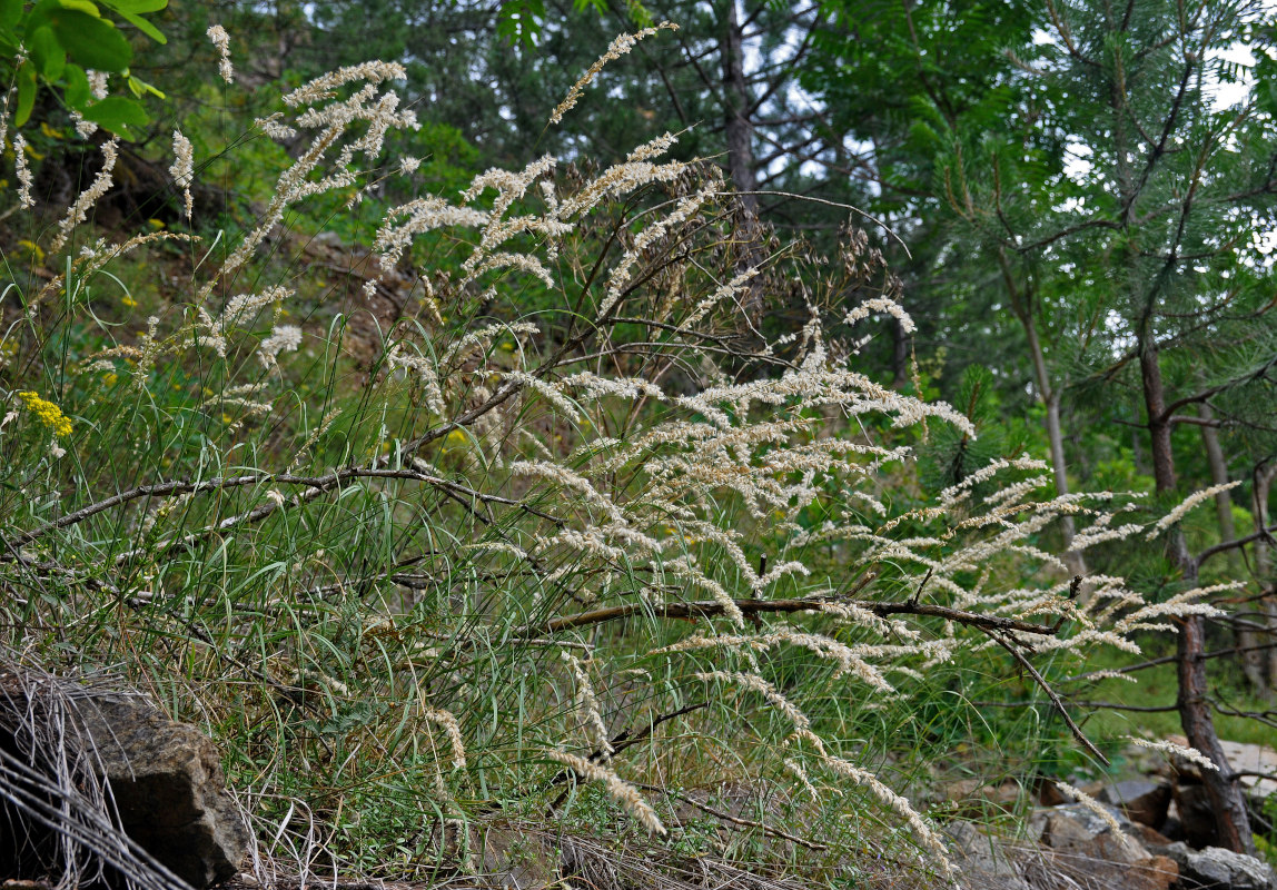 Image of Melica transsilvanica specimen.