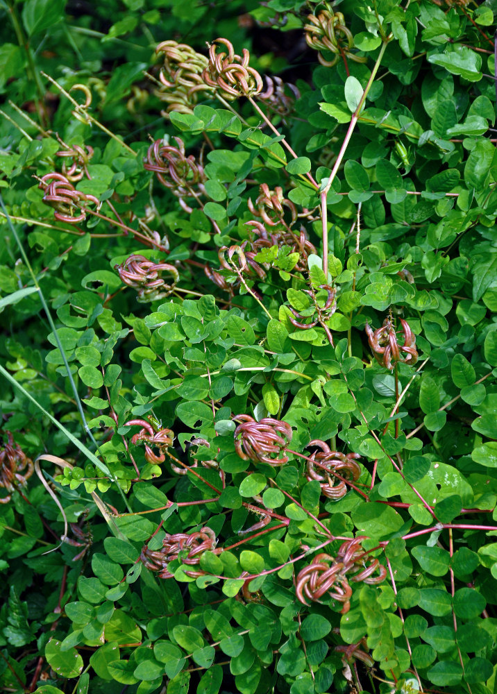 Image of Astragalus glycyphyllos specimen.