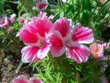 Clarkia amoena