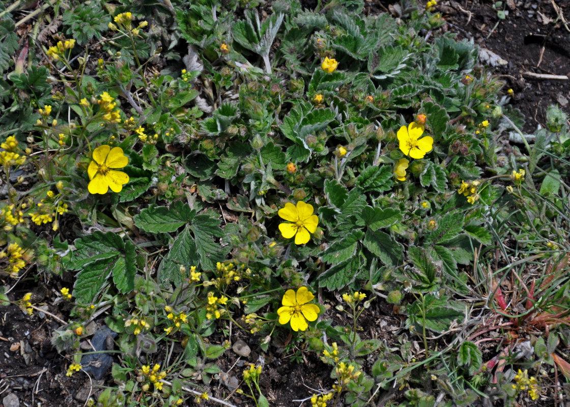 Изображение особи Potentilla nivea.