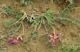 Astragalus rostratus