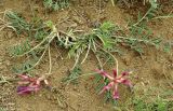 Astragalus rostratus. Цветущее растение. Азербайджан, Зуванд, окр. с. Говари. 12.04.2010.