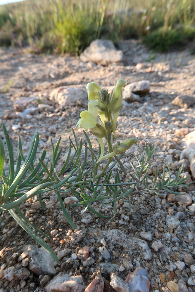 Image of Linaria buriatica specimen.
