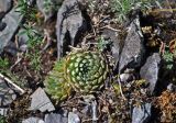 Orostachys spinosa. Вегетирующее растение. Алтай, Онгудайский р-н, низовья р. Урсул, ≈ 600 м н.у.м., каменистый склон. 10.06.2019.