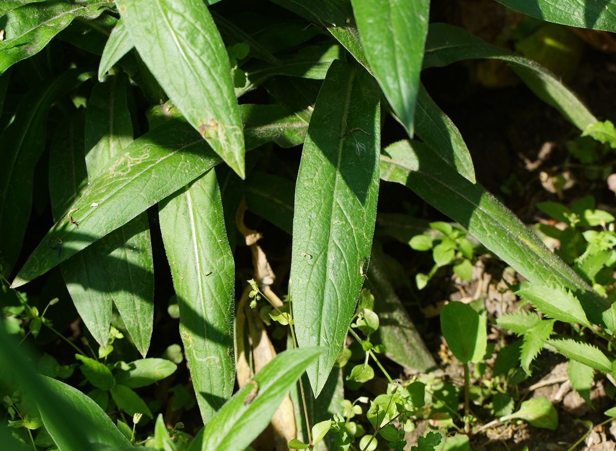 Изображение особи Centaurea jacea.