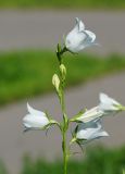 Campanula persicifolia