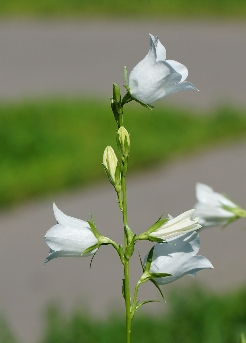 Image of Campanula persicifolia specimen.