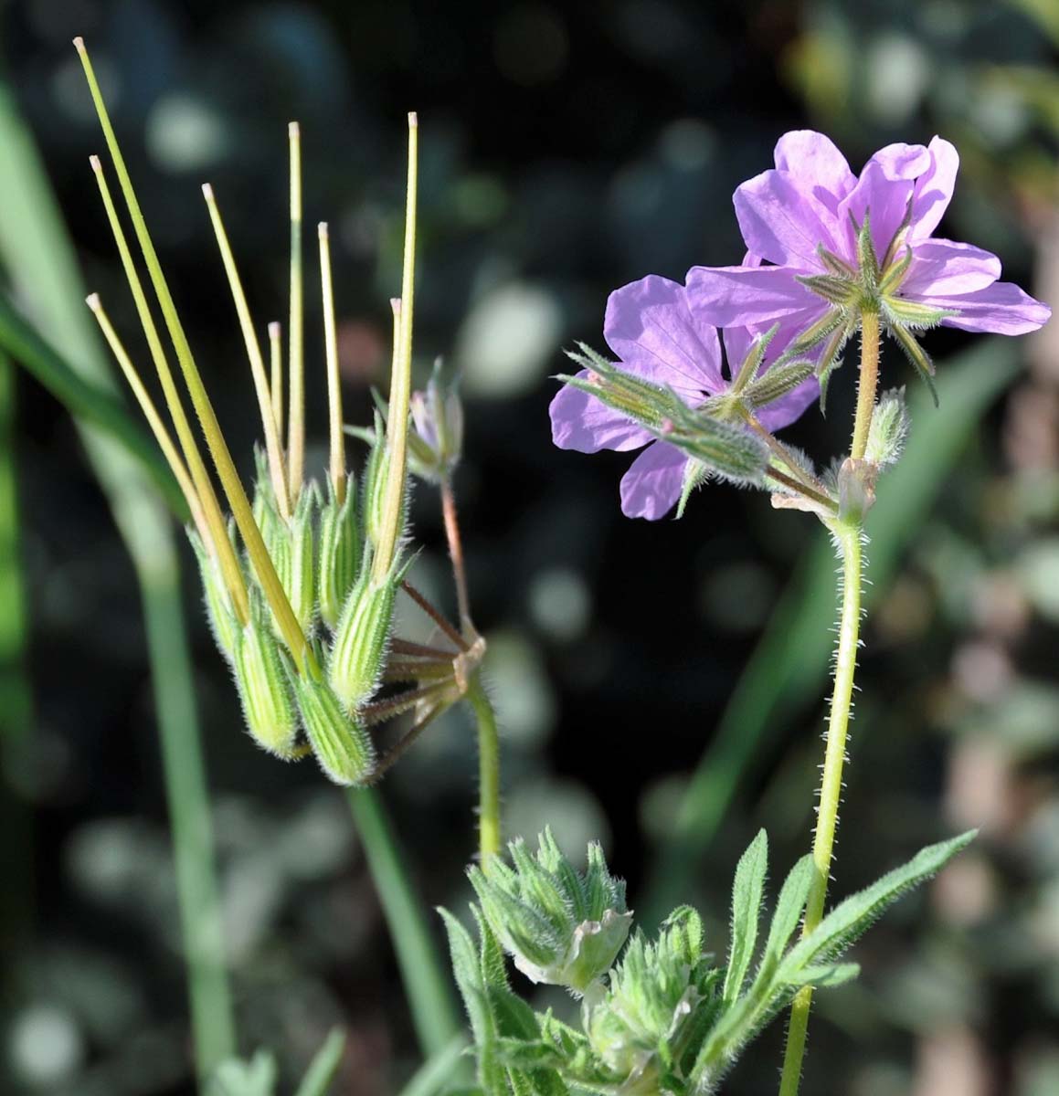 Изображение особи Erodium laciniatum.