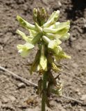 Oxytropis macrocarpa. Соцветие. Кыргызстан, Чуйская обл., Аламудунский р-н, Аламединское ущелье, окр. Теплого Ключа, правобережный склон. 29.05.2019.