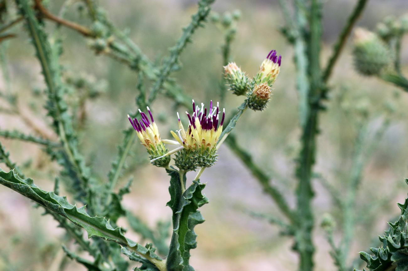 Image of Cousinia alata specimen.