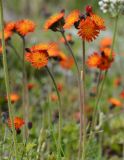 Pilosella aurantiaca