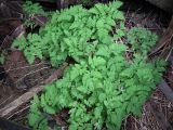 Gymnocarpium dryopteris