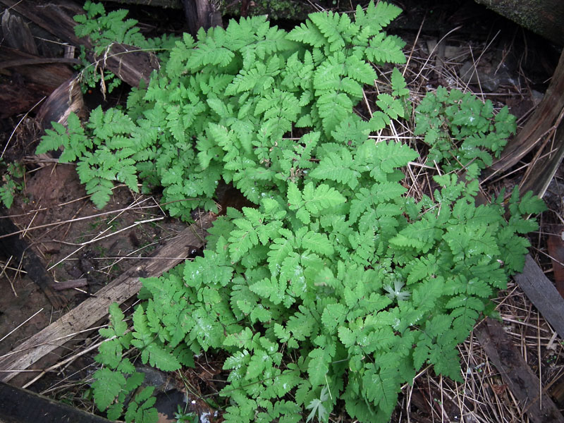 Image of Gymnocarpium dryopteris specimen.