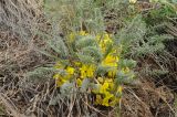 Astragalus alatavicus