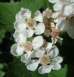 Crataegus